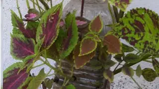 How to grow coleus in a plastic bottle/ Coleus plant care tips / Coleus propagation tips / coleus