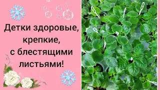 Фиалки! Как вырастить крепких, здоровых деток? Самые простые советы!