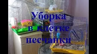Уборка в клетке песчанки! #Зверополис