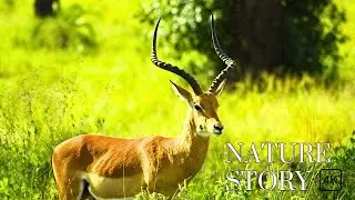 The Breathtaking Beauty of Nature | Nature Story