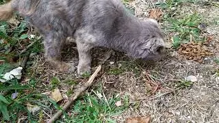 Спасение котиков// Выбросили вислоухую кошечку 😭😭