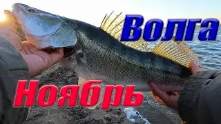НОЯБРЬ ВОЛГА ДЕДУШКИН ХУТОР трудовая рыбалка!