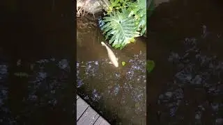koi fish #asmr #support #travel