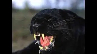Fotos De Diversos Animais