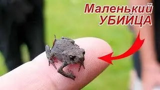 7 Маленьких Но Очень Опасных Животных Планеты