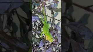 #Iguana #SanCarlos #Panamá