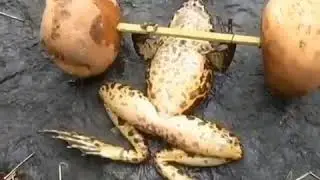 Лягушка подинимает штангу удивительное случи !