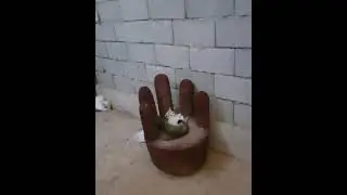 Котята в отлове! Kittens in the catch!