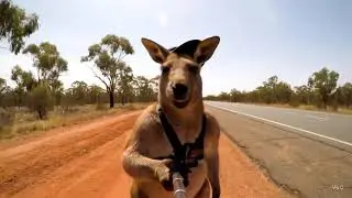Kangaroo AI Generated #aitrends