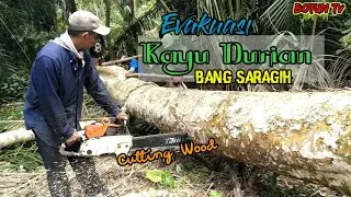 Proses evakuasi Kayu durian Bang Saragih|| 21 Inchi || Chinsaw Sthill