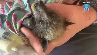 Juvenile flying-fox in care after rescue:  this is Oxo, part 2