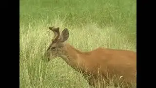 Deer footage with muzak :)