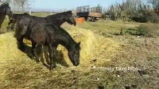 HERD HORSE BREEDING // ТАБУННОЕ КОНЕВОДСТВО С ЧЕГО НАЧАТЬ ?!