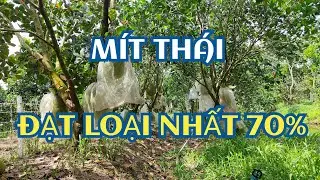 BÓN PHÂN GÌ? VÔ LOẠI NHẤT 70%