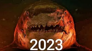 Evolution of the megalodon