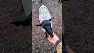 Смотрите, как простая НУМЕРОВАННАЯ овечка превратилась в мою ЛЮБИМИЦУ 🥰🐑