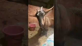 Нас снегом завалило😂 всем привет от козюль😘