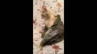 cat and nice package view