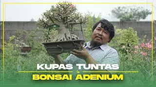 Pernah Jadi Office Boy Hingga Supranatural, Kini Sukses Budidaya Bonsai Adenium