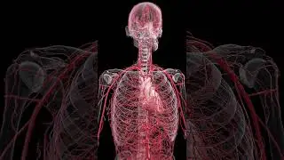 Journey Through the Arteries: Life’s Vital Highways  #3danatomy