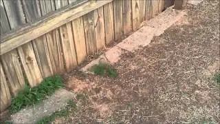 How to keep your dog from digging out.