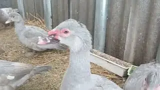 Птичка взрослеет 2