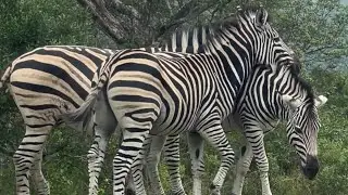 African zebras