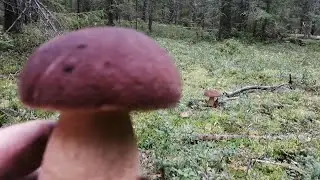 Здесь грибы не собирают а выбирают !