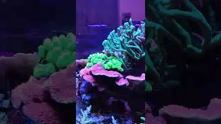 Que ocupo en el sumidero de mi acuario marino.