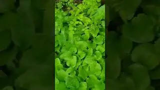 Plantain 