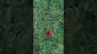 Northern Cardinal Hiding in PLAIN SIGHT! #sony200600 #wildlife #birds #northerncardinal