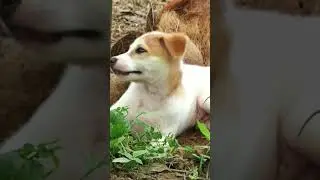 कितना सुन्दर 🐕🥰 पिल्ला है#cute barking #5kviral#shorts