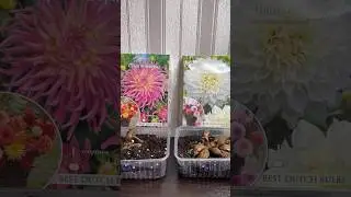 Проращивание георгинов двумя способами 💐