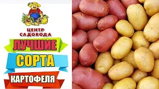 ЛУЧШИЕ СОРТА КАРТОФЕЛЯ 2025 ГОДА! СЕМЕННОЙ КАРТОФЕЛЬ КОТОРЫЙ СТОИТ КУПИТЬ