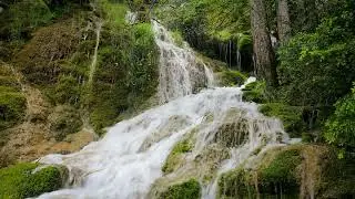 Sounds of nature, birdsong, Sounds of the Forest, for relaxation, sleep, Meditation, Relax 8 hours
