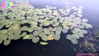 Детям о природе 