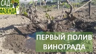 Первый полив винограда