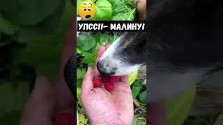 #doglover #shorts