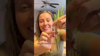 How I propagate Aloe 