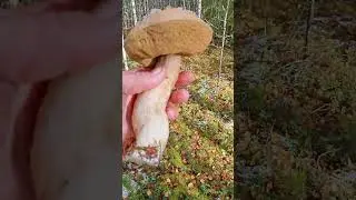 Собираем грибы под снегом