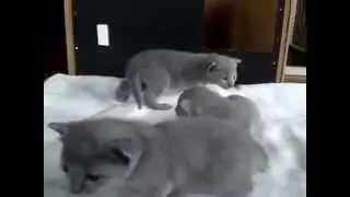 Очень милые котята