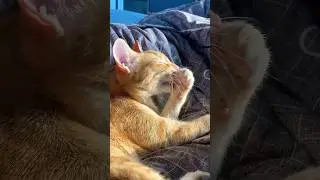 Пока болею, Персей всегда рядом #day #простуда #кот #vlog #reels