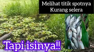 SPOTNYA KURANG BAGUS,TAPI IKANNYA SANGAT RAKUS!#mancingwader#microfishing #creekfishing