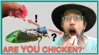 The best way to eat cicadas: humans vs. chickens?