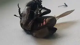 National Geographic, bug life
