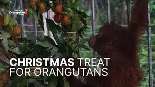 SPREADING JOY: CHRISTMAS GIFTS FOR ORANGUTANS!