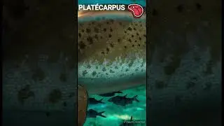 Platécarpus - Un jour, Un dino