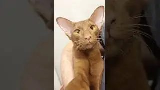 Oriental Cat Talking 