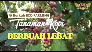 ECO FARMING Sangat Bagus untuk Kopi