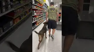 Ashley loose leash heel in public #k9protection #dogtraining #workingk9
